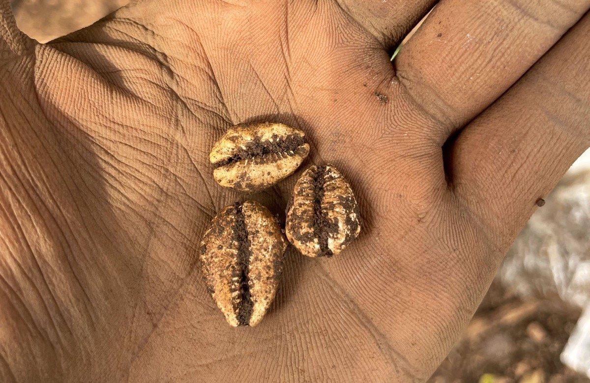Cowrie shells held in hand during fieldwork.