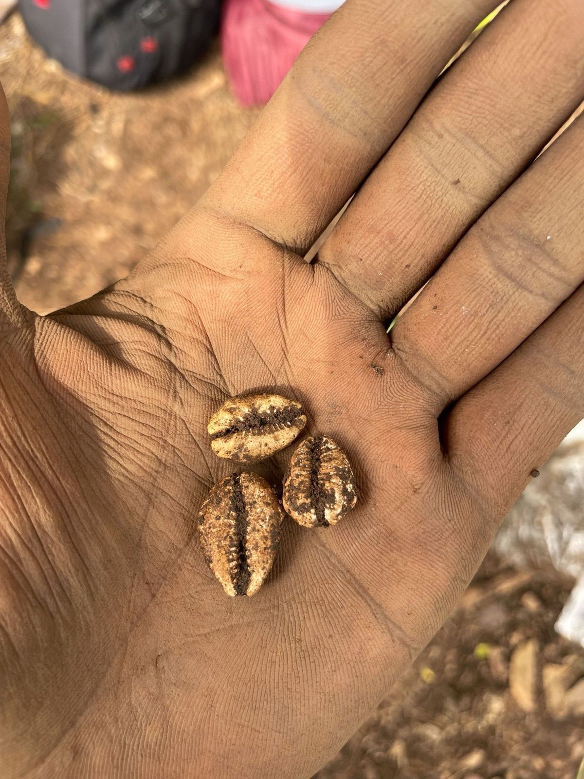 Cowries documented during field research related to Yoruba material culture.